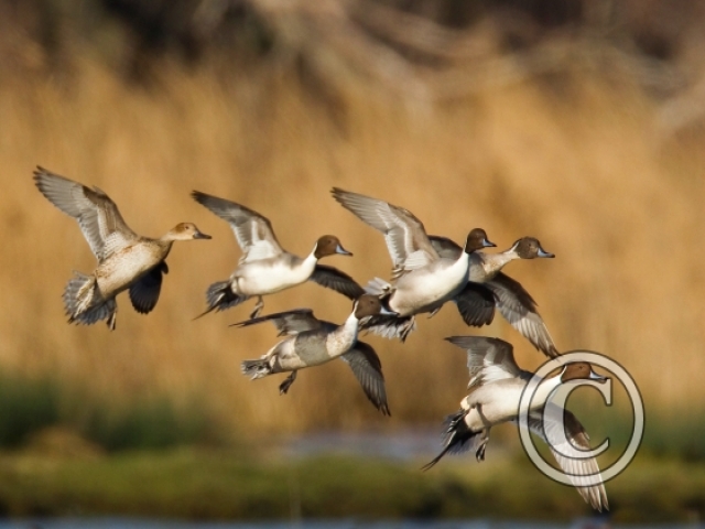 Girouette le canard Pilet